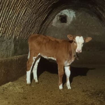 pitbull iti satilir: Satışda: qırmızı-ağ rəngdə, alnı və burnu ağ olan dana — 2