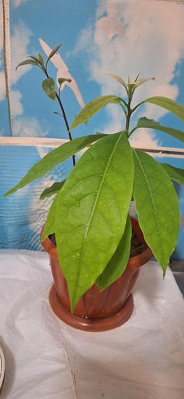 kalanxoe bitkisi: Avokado fidanı – saksıda - Bitki: Avokado (Persea americana) fidanı - — 1