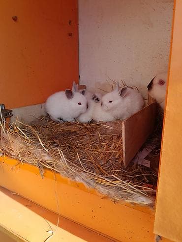 cin bildircin: KALIFORNIYA SORTU Ağ rəngli, boz-qumral qulaq və burun ucları ilə — 1