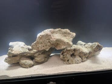 baliq tutmaq üçün yemler: Okean dashlari satilir trafeus saxliyanlar ucun okean akvariumu ucun — 2