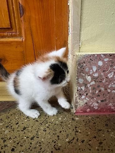 ucuz bala pişiklər: Yaxşı əllərə — 2