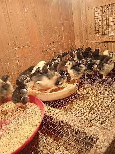 dekorativ quşlar: Toyuq cücələri, Damazlıq — 1