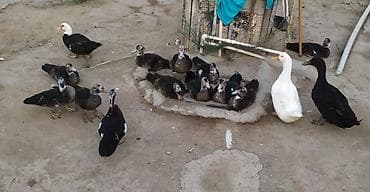 Dişi, | Lal ördək, Damazlıq, Ünvandan götürmə lalafo.az -da Dişi, | Lal ördək, Damazlıq, Ünvandan götürmə