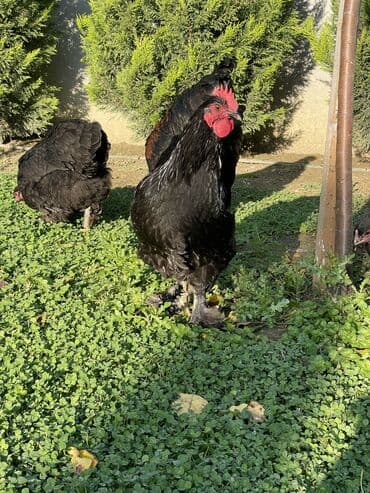 heyratı xoruz: Brama xoruzları. Biri 2 illik xoruz - 100₼ İkisi 7 aylıq xoruz — 10