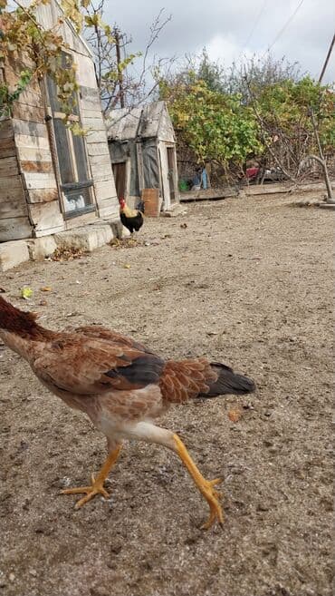 попугай жако купить в баку: 7 aylıq fərədi — 6