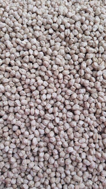 Çöl bitkiləri: Xüsusi becərmə ilə yetişdirilmiş noxud toxumu - Agro-texniki — 3