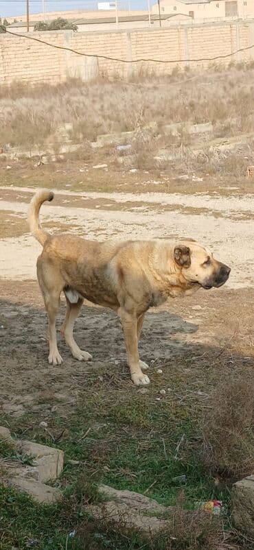 it zəncir: Kanqal, 3 il, Erkek, Peyvəndli, Ödənişli çatdırılma — 3