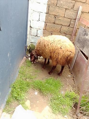 lalafo.az atlar: Erkey toğulu satılır istəyən olsa yazsın video sun atım baxın real — 8