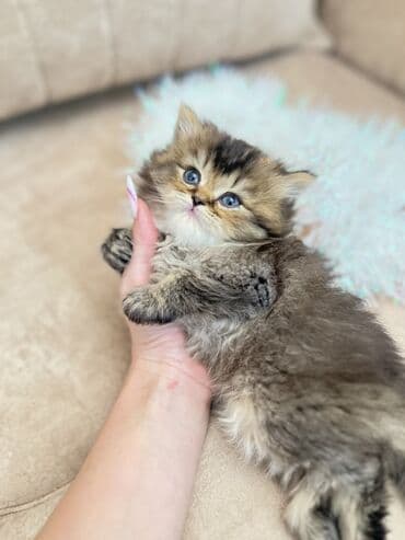 azəri pişik adları: Britan, Erkək, Ünvandan götürmə, Ödənişli çatdırılma, Rayonlara çatdırılma — 3