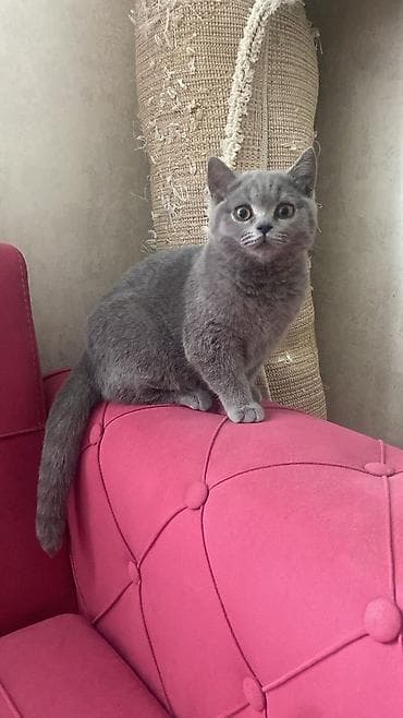 pişik siyam: Britan — 8