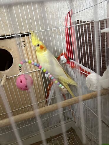 Другие животные: Korella tutuquşu Sarı Ana 1 yaş bala verən quşdur 2 ədəd bala 4 aylıq — 6