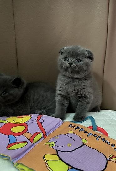 cins qaz: Şotland yastı qulaq, Dişi — 1