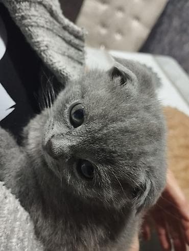 sallaqqulaq: Şotland yastı qulaq — 3