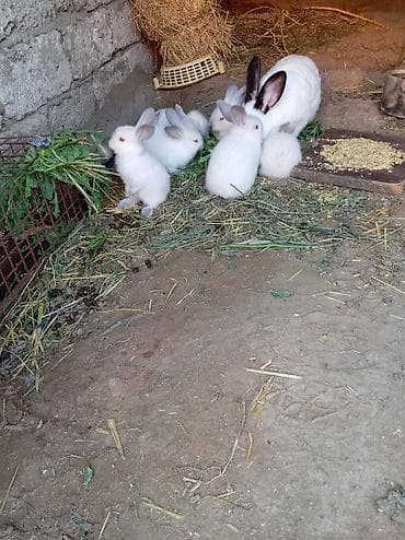 2 ayliq cuceler: Kaliforniya dovşan balaları. 30 günlük 8 manat — 2