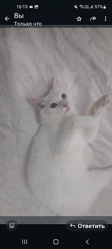 heyvanlar quba: Türk anqora, Dişi, Yaxşı əllərə — 2