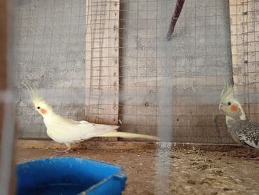 cuce qefes: Nimfalari (Cockatiel) cütü - Növ: Nimfa tutuquşusu (Nymphicus — 1