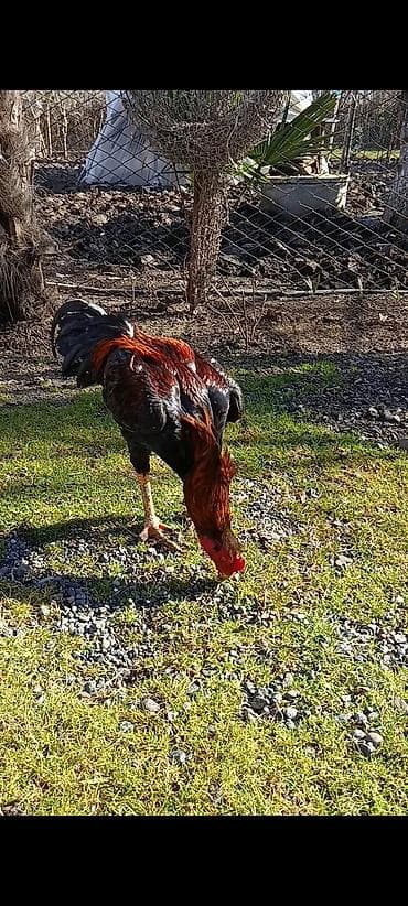 canavar dişi satılır: Yaş yarmlığ Brazil cins hal hazırda tüləkdədi axır şəkildə paylaşıb — 2