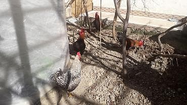 Məhsul: Xoruzlar çilli xoruz satilib qırmızı xoruzdardır alimda qalan lalafo.az -da Məhsul: Xoruzlar çilli xoruz satilib qırmızı xoruzdardır alimda qalan