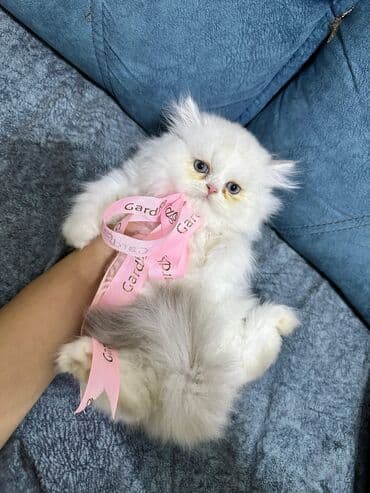 şotlan pişik: Şotland yastı qulaq, Erkək, Dişi, Yaxşı əllərə, Ünvandan götürmə, Pulsuz çatdırılma, Ödənişli çatdırılma — 89