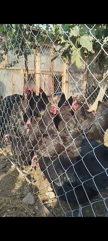 cuce dami: Alman cinsi australorp cücə və yumurta sifarişi qəbul olunur. bütün — 4