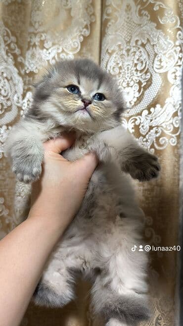 pitbul balaları: Erkək — 2