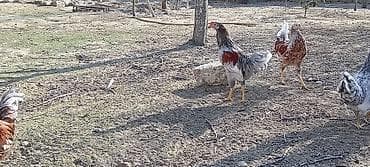 quşlar: Toyuq, Damazlıq — 7