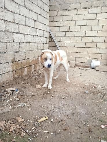 heyvan bazari itlerin satisi: Qurdbasar — 8