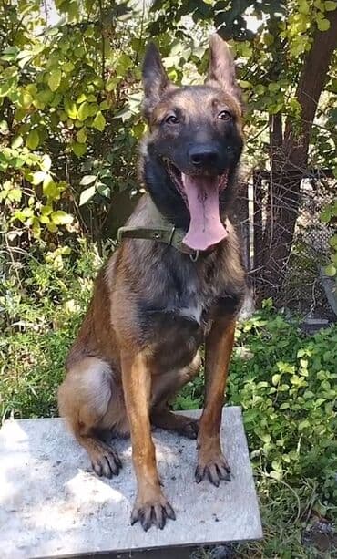 kanqal itlər: Belçika çoban iti, 1 il, Erkek, Peyvəndli — 5