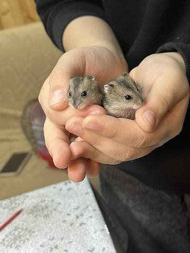 ev iti pudel: Cırtdan hamster balaları - Növ: Cırtdan (Djungarian/Sibirya tipli) — 1