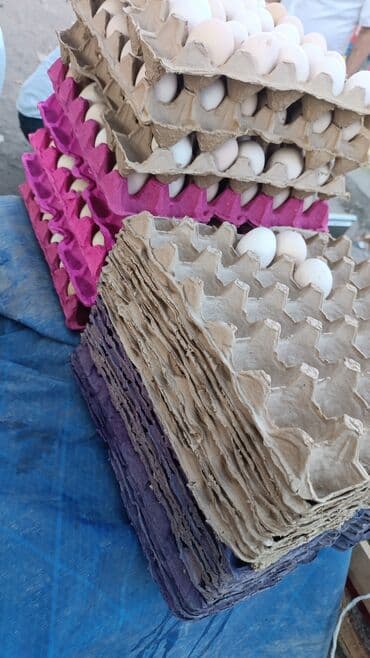 zeytun satışı: Salam Kürdəmirdən gonderilir istenilen yere satis ve — 1