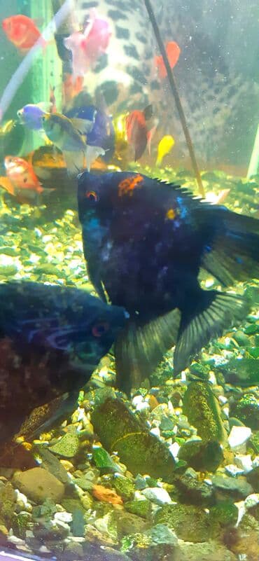 ucuz akvarium baliqlari: Dördbucaq akvarium, Balıqlarla birlikdə, 100 l — 9