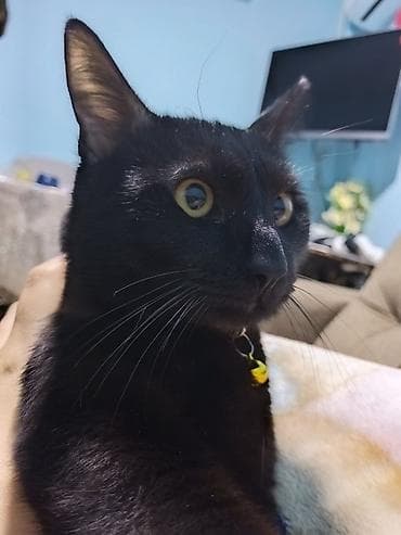 sirin pisik sekilleri: Erkək, Cütləşmə üçün — 2