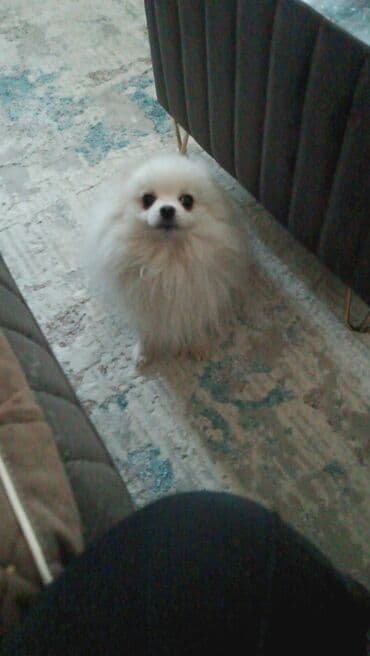 bala haski: Şpitz, 3 il, Erkek, Cütləşmə üçün, Ünvandan götürmə — 8