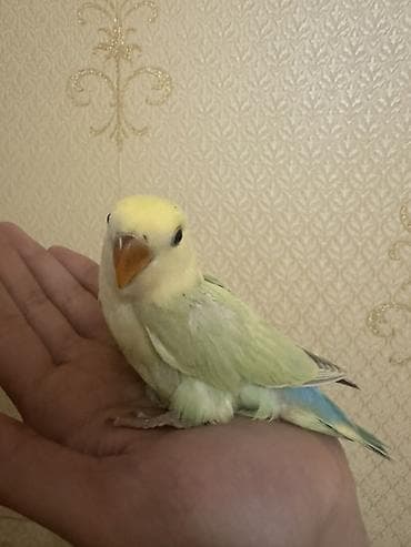 qus sesi: Salam 1 aylığ balalardı.Hamsı tam sağlamdır.Ələ öyrəşdirmək olar — 3