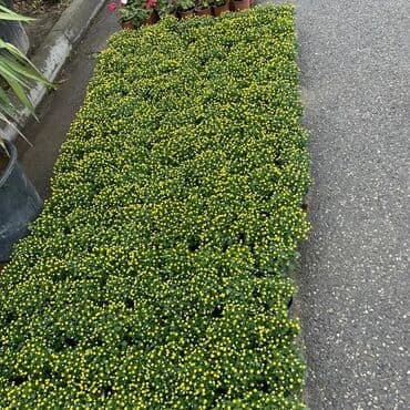 topdan gül satışı: Xrizantema payızgüllərinin topdan və pərakəndə satışı. Qiymətlər — 21