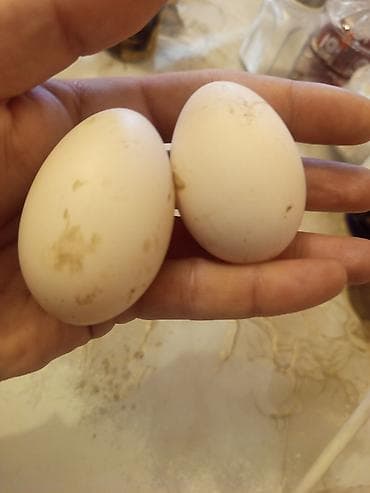 Satış: salam səsli ördək 5 xoruz 11 fərə 16 ədədi alana 180 manat tək