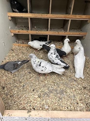 Digər heyvanlar: Məhsul: Ev göyərçinləri dəsti Təsvir: - Şəkillərdə tam qapalı qutuda — 3