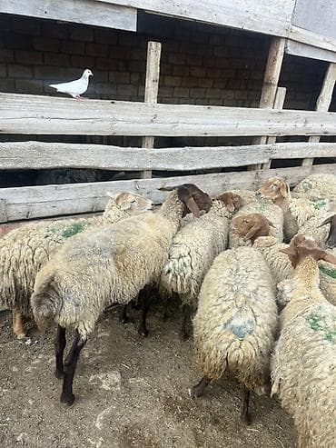 satiliq itler: Satlıq qoyun sürüsü - Növ: qarışıq yerli cinslər (açıq və tünd başlı — 2