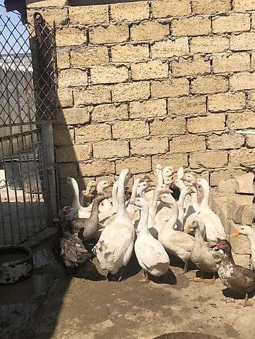 touz quşu: Erkək, | Linda, Yumurtalıq, Ünvandan götürmə — 3
