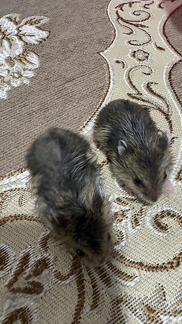 kirpi ne yeyir: Cırtdan hamsterlər – ev heyvanı Məhsul təsviri: - Kiçik ölçülü — 3