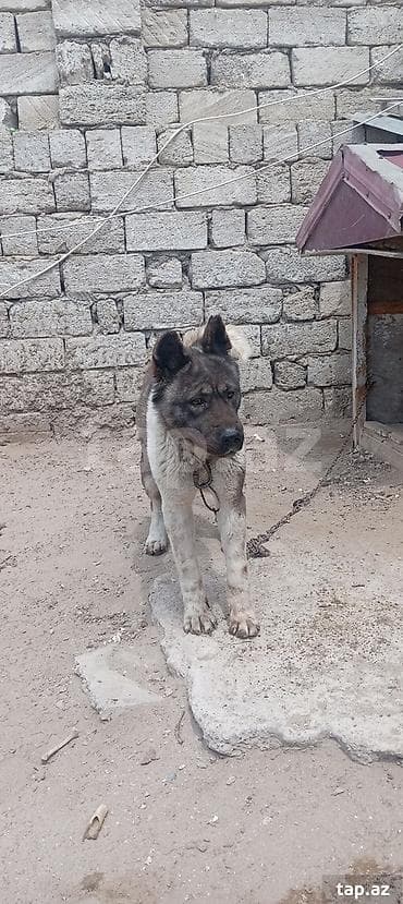 zvonok itləri: Akita-inu, Erkek — 4