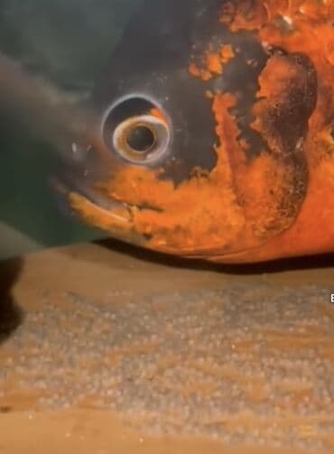 İtlər: Oskar balığı, Yırtıcı — 1