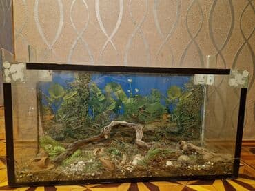 canlı yem: Şüşə terrarium/akvarium - Material: qalın şüşə, metal/plastik künc — 4