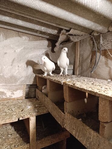 Tutulma Qusdar göz qabaqinda ikside erkeydi saqlam qusdardi biri 8