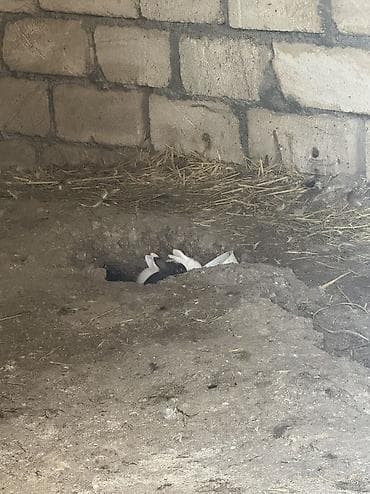 doşan şəkilləri: Bala dovşanlar biri 5 manat sağlam dovşanlardı yemə düşüblər 1.5 — 7