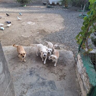 купить хаски щенка: Звонок, 4 месяца, Самовывоз — 4