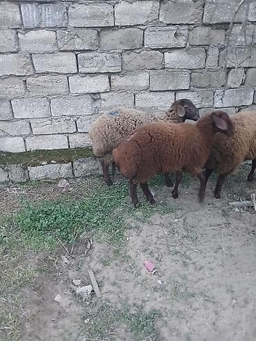 Куры: Quzudular 2 si erkəkdi biri dişi son asaqi yeri cüzi olar — 6