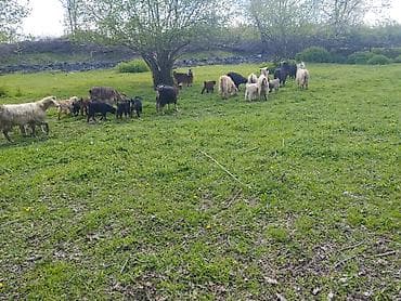 bogaz keci: Salam Gördüyünüz xırda buynuz heyvanlar Satılır ümumilikdə 17 Ana 17 — 5