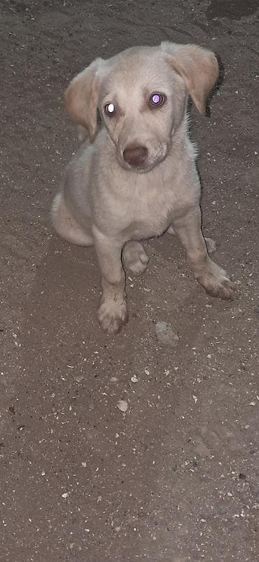 kangal it: Peyvəndli, Ödənişli çatdırılma — 4