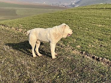 Alabay, 3 ay, Erkek, Peyvəndli, Ünvandan götürmə